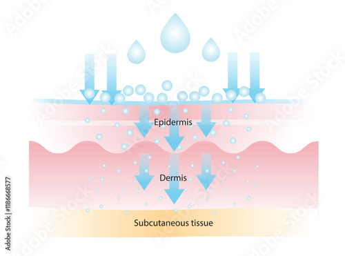 The different of molecular weight hyaluronic acid illustration. High molecular HA stay on surface to lock in moisture, medium helps to improve elasticity, low helps with deep hydration and plump.