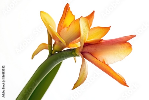 A close-up shot of a single white flower on a plain white background, great for use in product designs, branding, or as a simple decoration photo