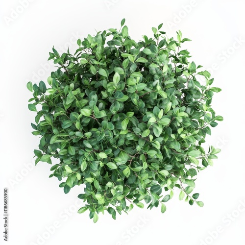 Lush green plant in pot, overhead view. (1)