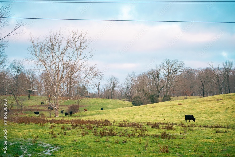 Fototapeta premium cows on a meadow
