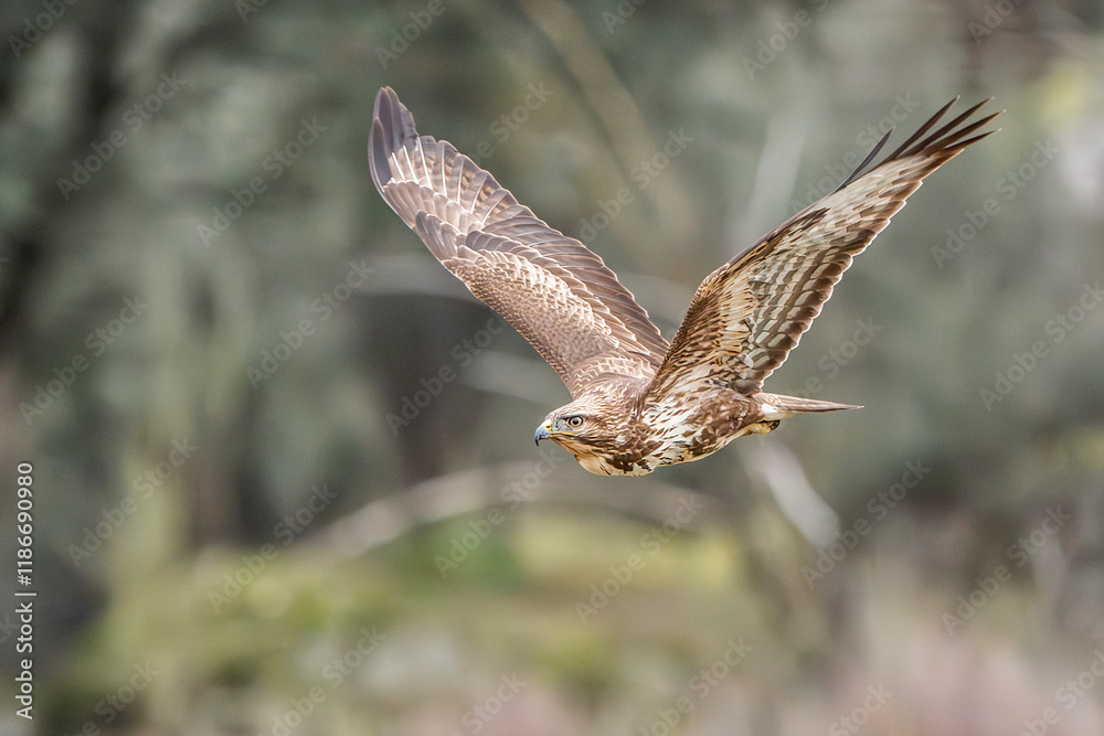 Fototapeta premium Common buzzard Buteo buteo volanso and perched in winter