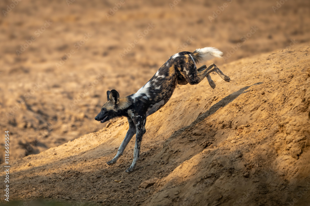 Obraz premium African wild dog jumps down rocky slope