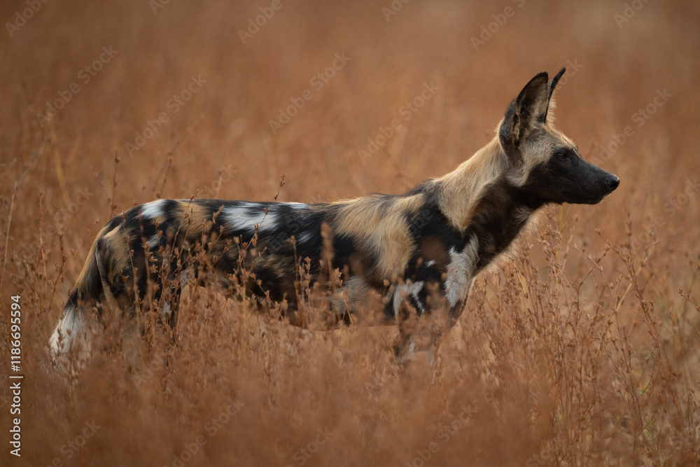 Fototapeta premium African wild dog stands surrounded by bushes