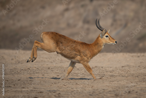 Male puku with catchlight races over sand photo