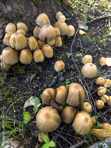 Mushrooms (Coprinellus micaceus) growing on moist soil near a tree. Delicate, ribbed caps with earthy tones create a natural woodland vibe photo