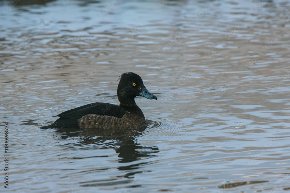 Fototapeta premium tufted duck on the water