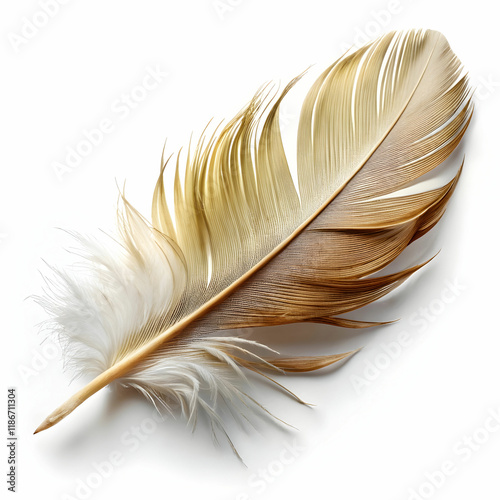 A single feather with intricate details, laid on a smooth surface