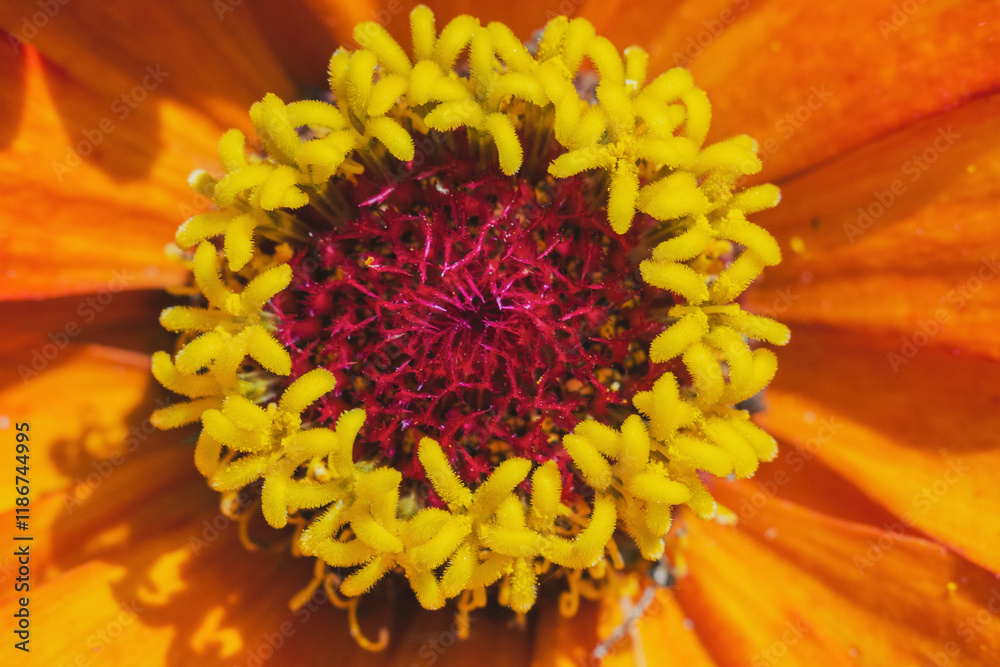 Macro close-up of a flower unfolding in all its beauty with petals and detailed structures. Macro close-up of a flower unfolding in all its beauty with petals and detailed structures.