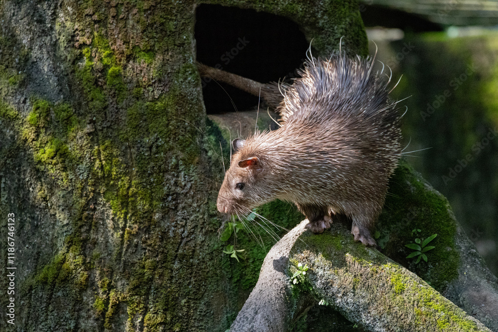 Naklejka premium Close up Portrait of a cute Brush-tailed Porcupine in Taiping Zoo