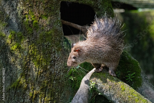 Close up Portrait of a cute Brush-tailed Porcupine in Taiping Zoo photo