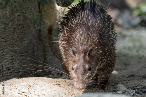 Close up Portrait of a cute Brush-tailed Porcupine in Taiping Zoo photo