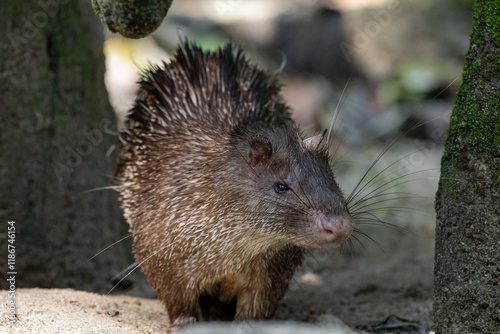 Close up Portrait of a cute Brush-tailed Porcupine in Taiping Zoo photo