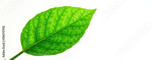 Lush green lime leaf with intricate veins isolated on white background, botanical, lime, isolated