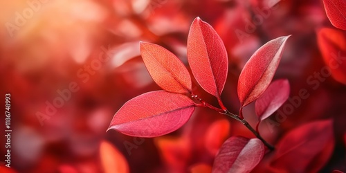 A close up view of vibrant red leaves emerging on a flame bush, showcasing the stunning transformation of foliage in nature as the red leaves capture the essence of autumn beauty.