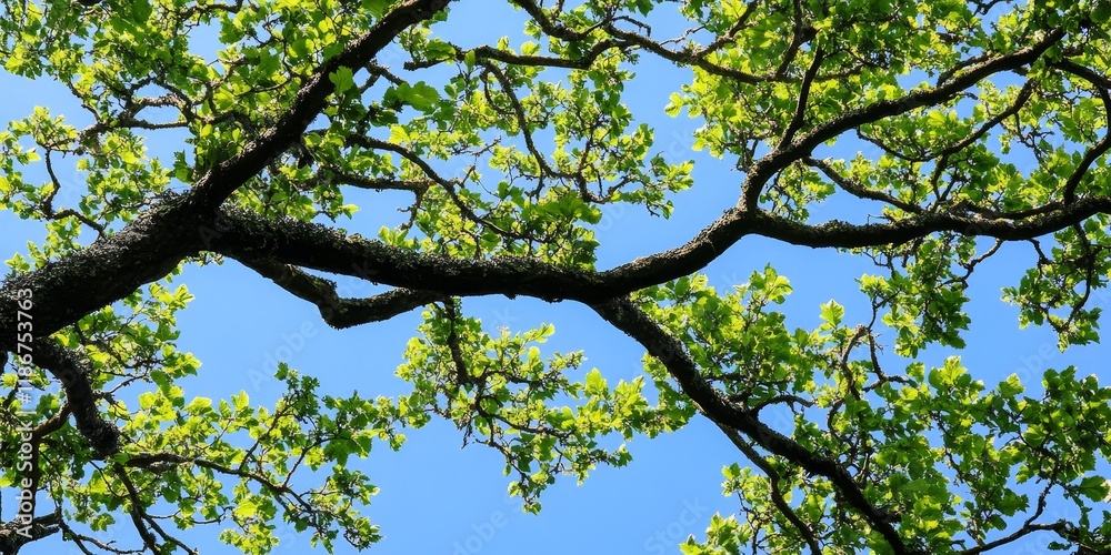 The natural beauty of tree branches and leaves showcases their intricate patterns and forms, highlighting the elegance of nature s design in every detail of tree branches and leaves. The natural beauty of tree branches and leaves showcases their intricate patterns and forms, highlighting the elegance of nature s design in every detail of tree branches and leaves.