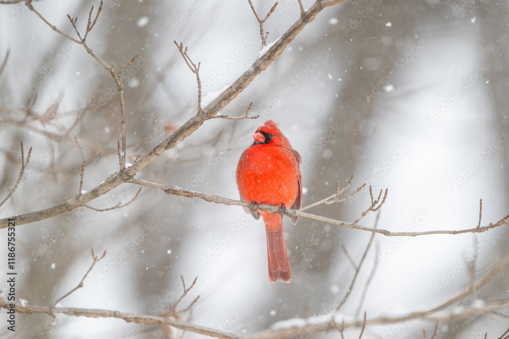 Northern cardinal in a snowstorm