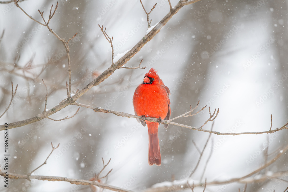 Northern cardinal in a snowstorm