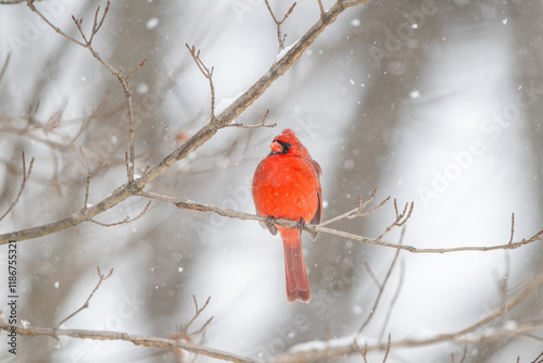 Obraz na płótnie Northern cardinal in a snowstorm w salonie