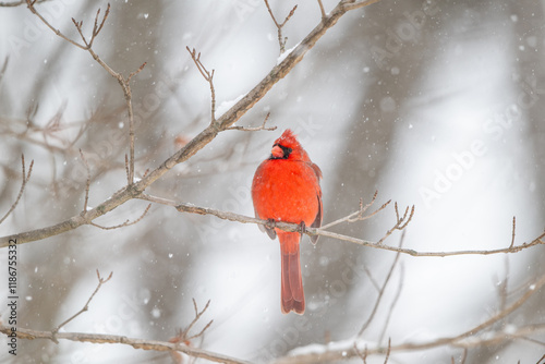 Obraz na płótnie Northern cardinal in a snowstorm w salonie