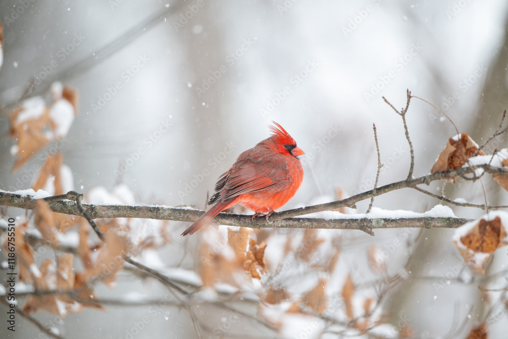 Northern cardinal in a snowstorm