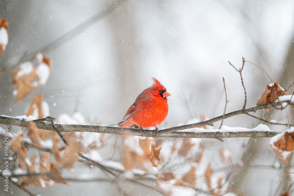 Northern cardinal in a snowstorm