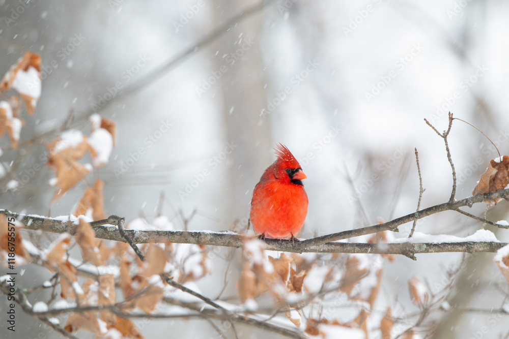 Northern cardinal in a snowstorm