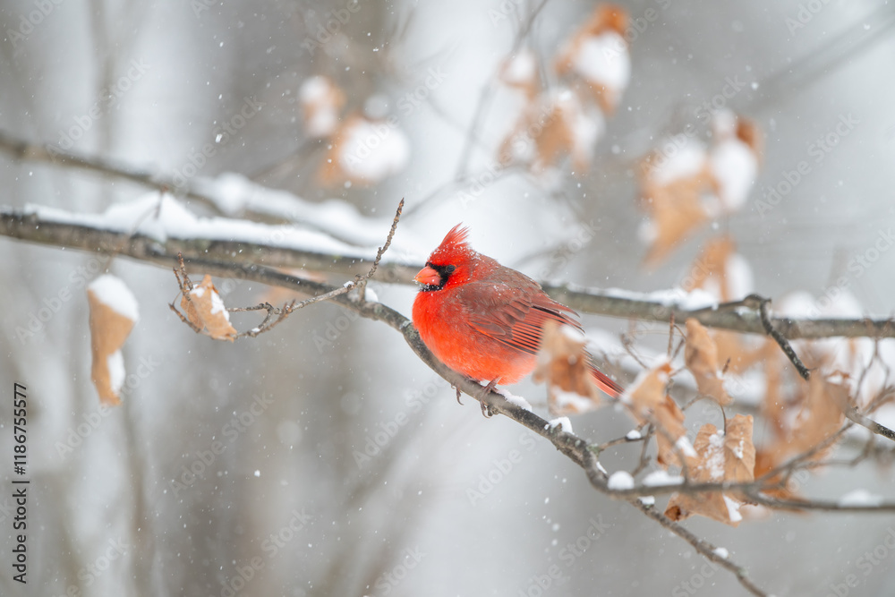 Northern cardinal in a snowstorm