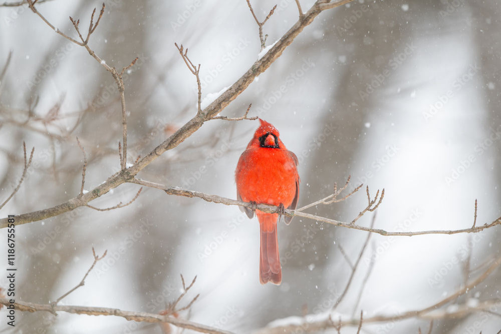 Northern cardinal in a snowstorm