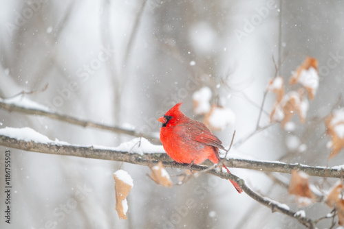 Obraz na płótnie Northern cardinal in a snowstorm w salonie