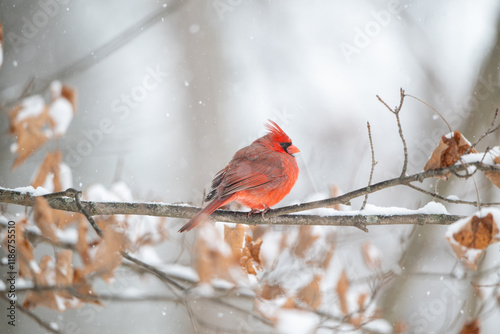 Obraz na płótnie Northern cardinal in a snowstorm w salonie