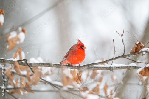 Obraz na płótnie Northern cardinal in a snowstorm w salonie
