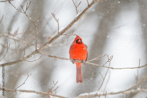 Northern cardinal in a snowstorm