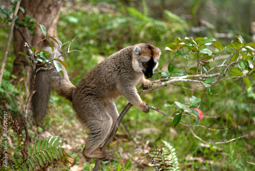 Obraz premium Lémur à front roux, lémurien, Eulemur rufus, Eulemur rufifrons, Madagascar