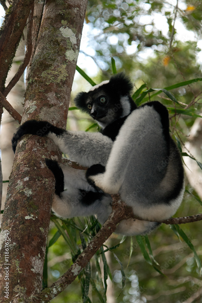 Fototapeta premium Lemur indri, Indri indri, Madagascar