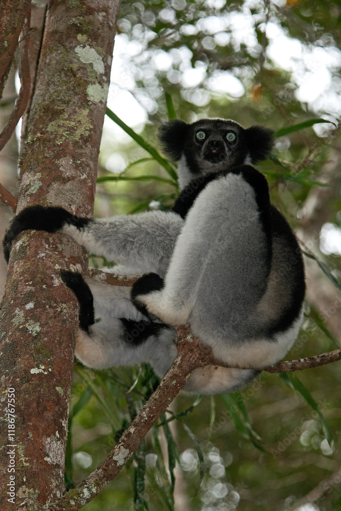 Obraz premium Lemur indri, Indri indri, Madagascar