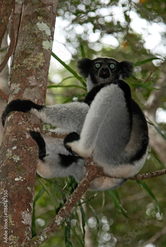 Canvastavla Lemur indri, Indri indri, Madagascar