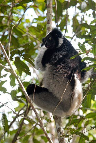 Lemur indri, Indri indri, Madagascar