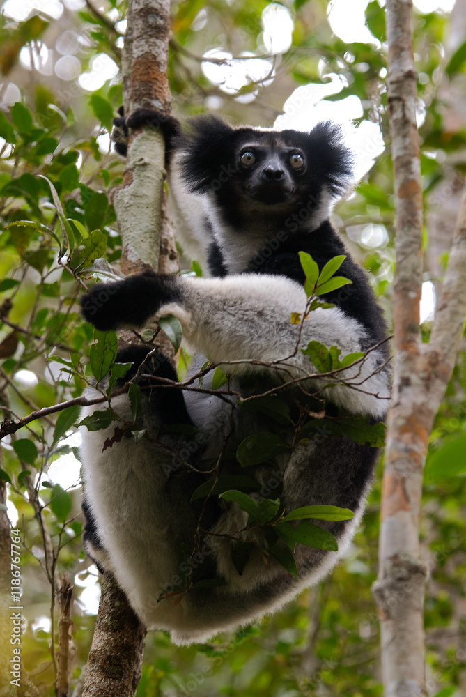 Fototapeta premium Lemur indri, Indri indri, Madagascar