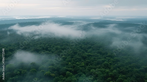 Wallpaper Mural Aerial view of dense forest enveloped in mist, showcasing vibrant greenery and serene atmosphere in a natural landscape Torontodigital.ca