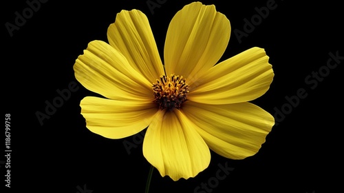 A close-up image of a vibrant yellow daisy flower with a small green stem, set against a simple black background to highlight the beauty of nature.