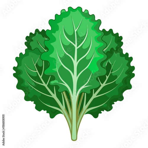 kale vegetable vector