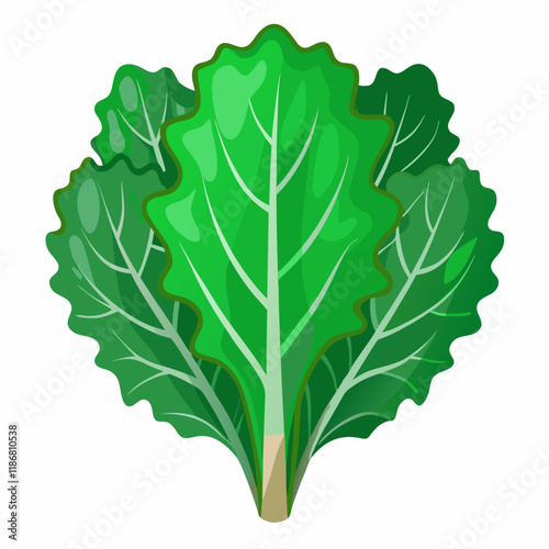 kale vegetable vector