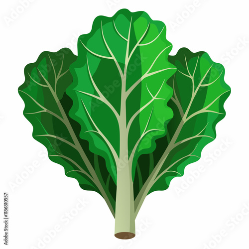 kale vegetable vector