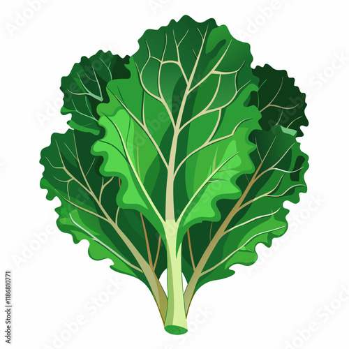 kale vegetable vector