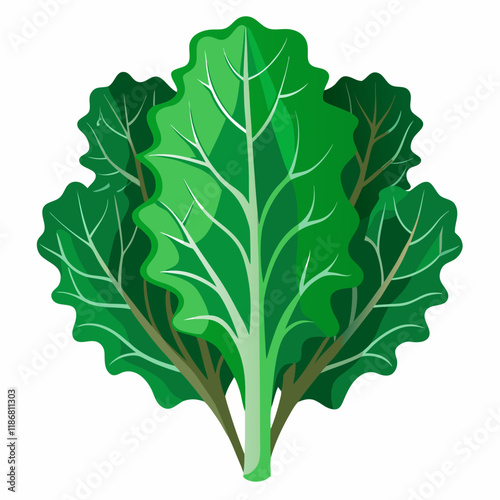 kale vegetable vector