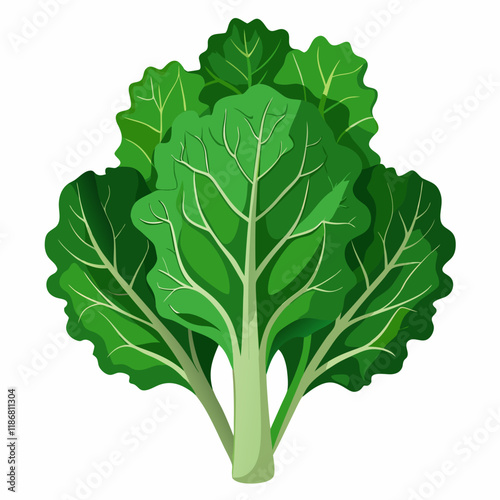 kale vegetable vector