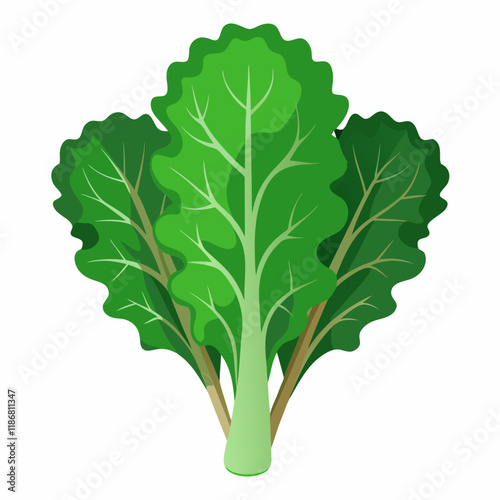 kale vegetable vector