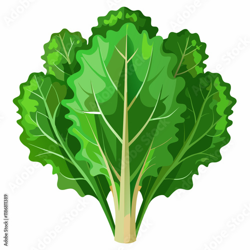 kale vegetable vector