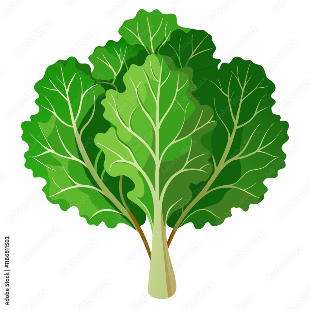 Fototapeta premium kale vegetable vector