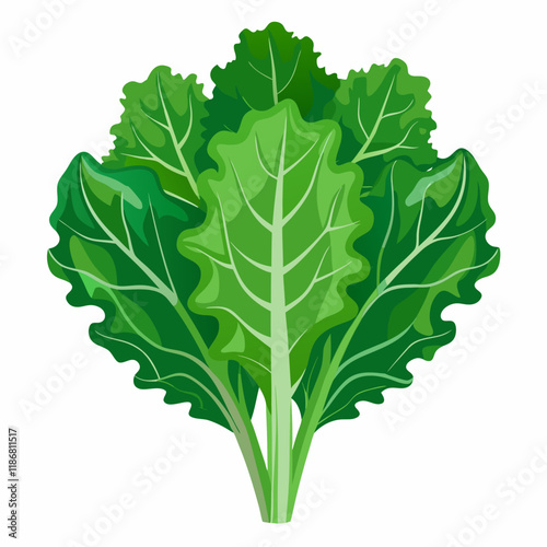 kale vegetable vector